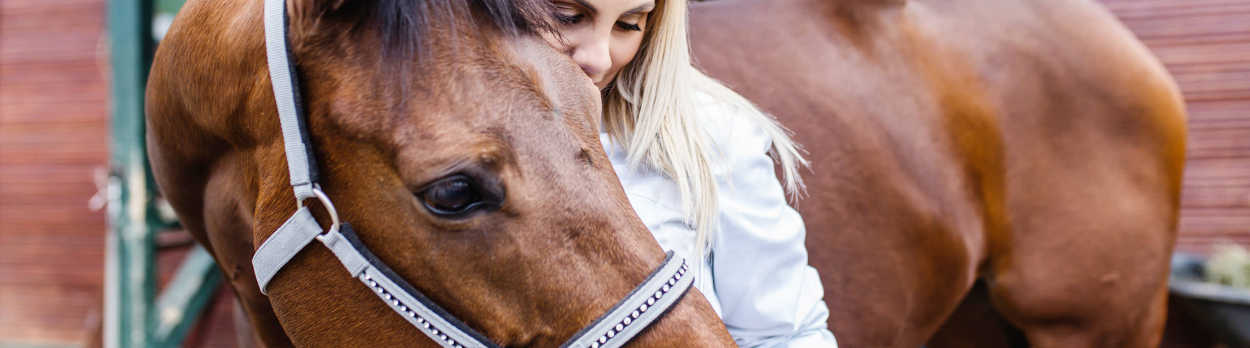 Notre formation d'ostéopathie animale