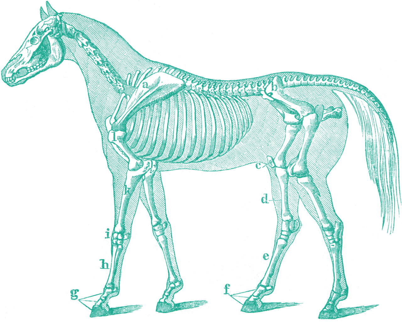 Schéma osseux annoté d'un cheval