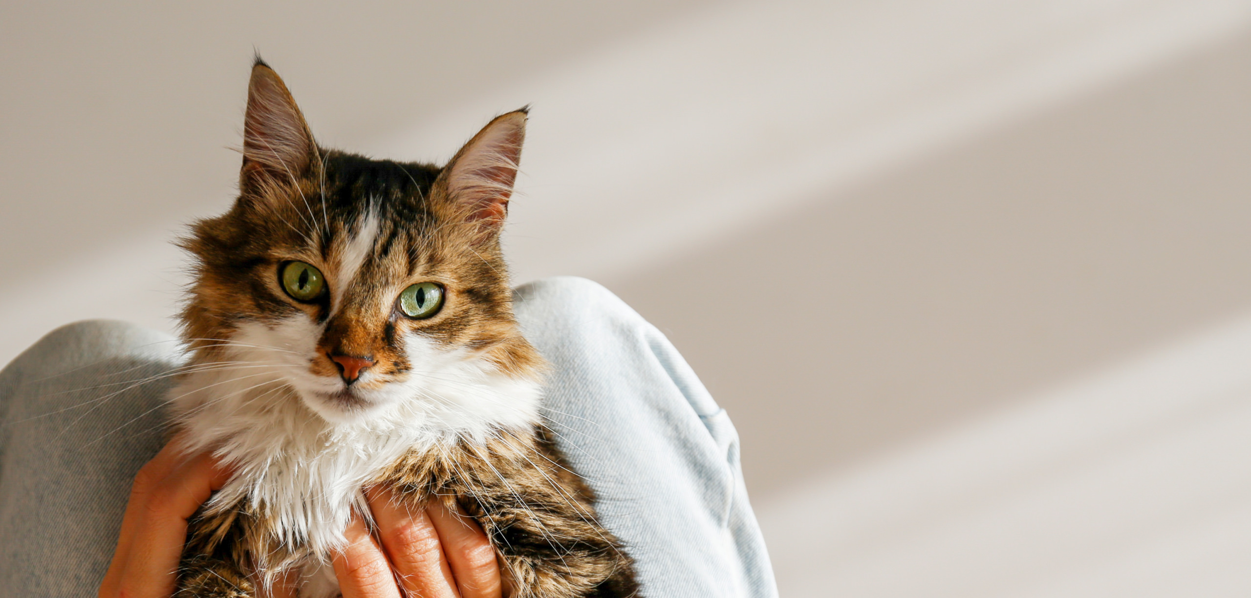 Notre centre de soins prend en charge une grande variété d'animaux