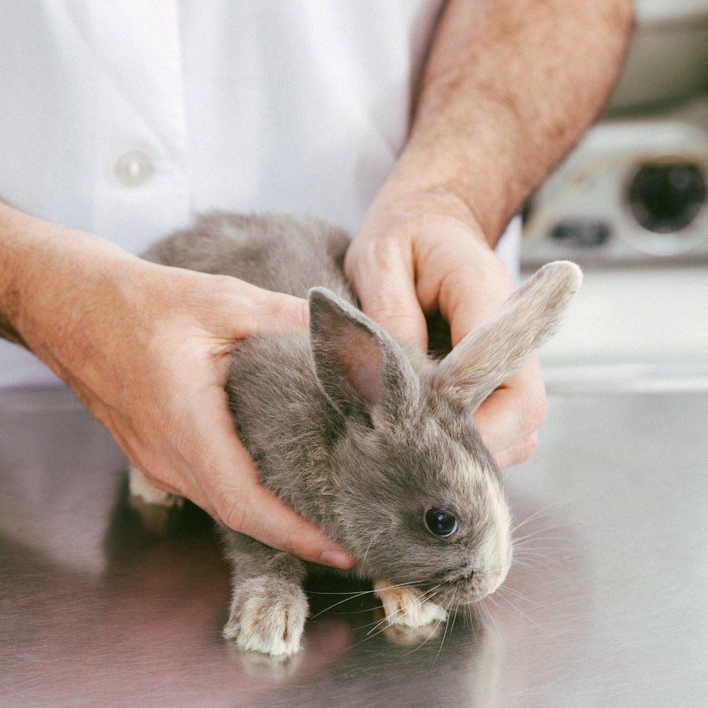 Le centre de soins traite plus de 4000 animaux chaque année