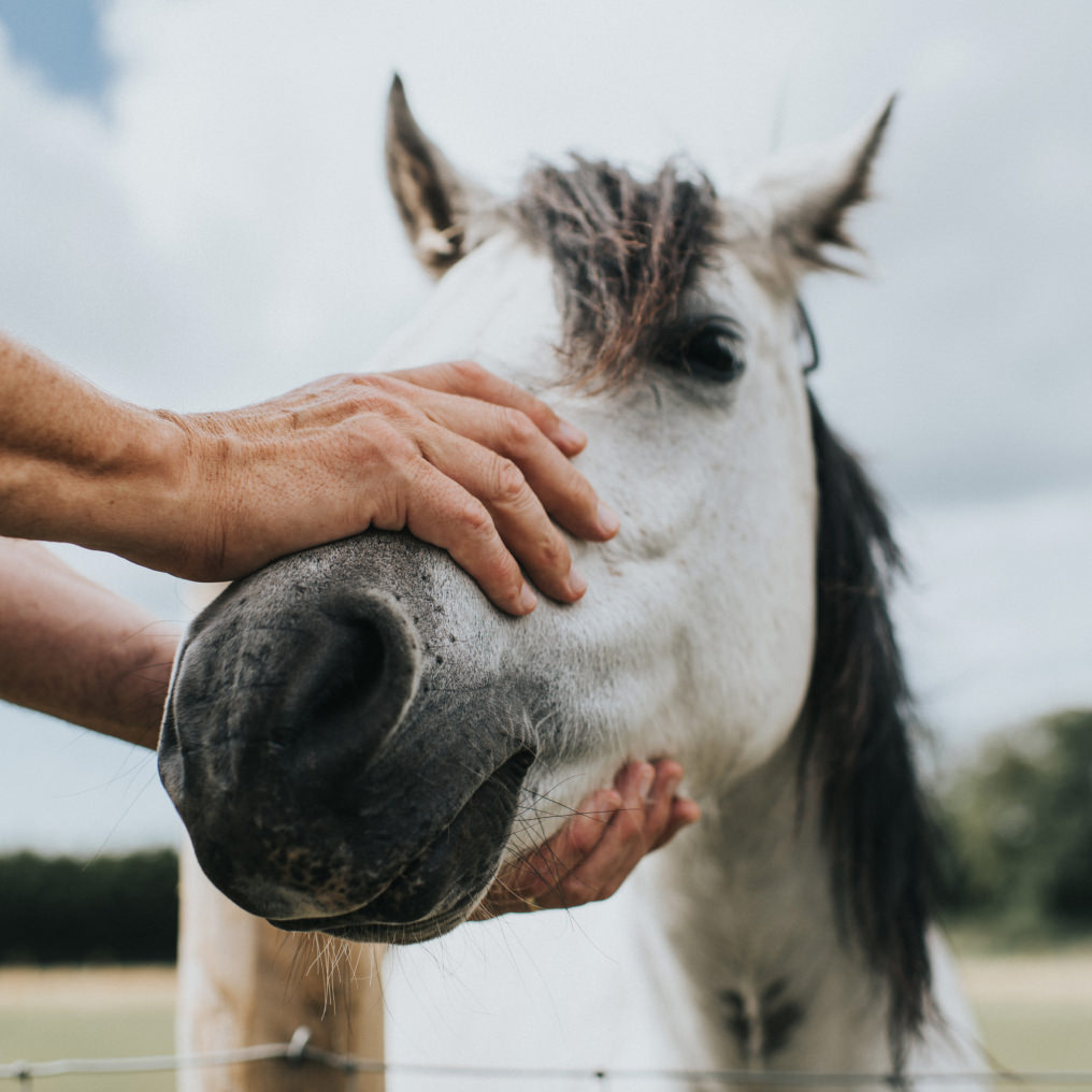 Nous apprenons la maîtrise de compétences diverses appropriées à chaque animal ou espèce différente