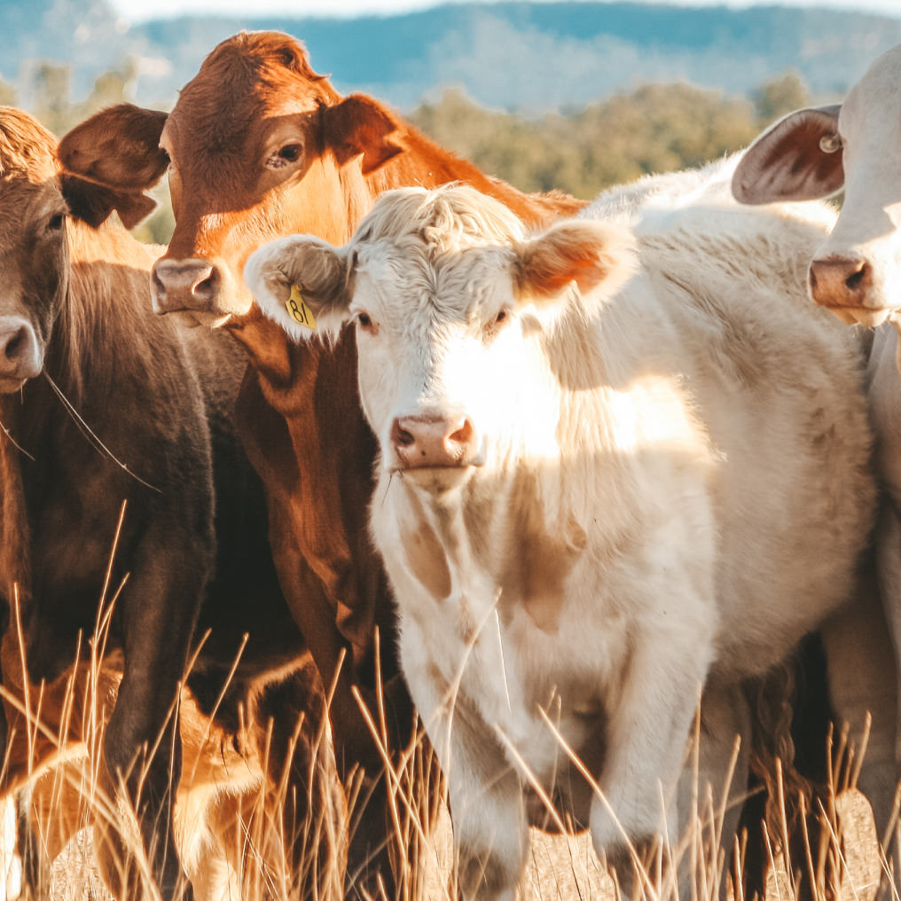 Comment contribuer au bien être animal