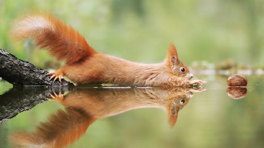 10 expressions de la vie courante autour des animaux