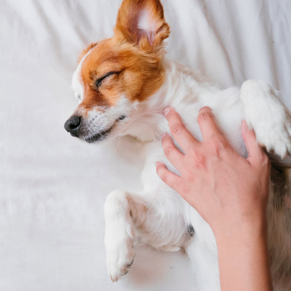 Notre centre de soin traite les petits animaux